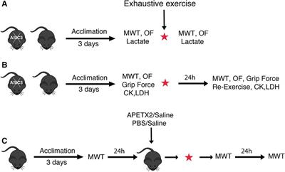 ASIC3 plays a protective role in delayed-onset muscle soreness (DOMS) through muscle acid sensation during exercise